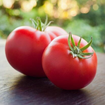 Marglobe Heirloom Tomato Seeds / Solanum lycopersicum 'Marglobe' - Image 4