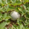 Tam Dew Honeydew Melon Seeds - Image 6