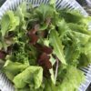 Mesclun Gourmet Mix Lettuce Seeds, Cut-and-Come-Again Mix - Image 4