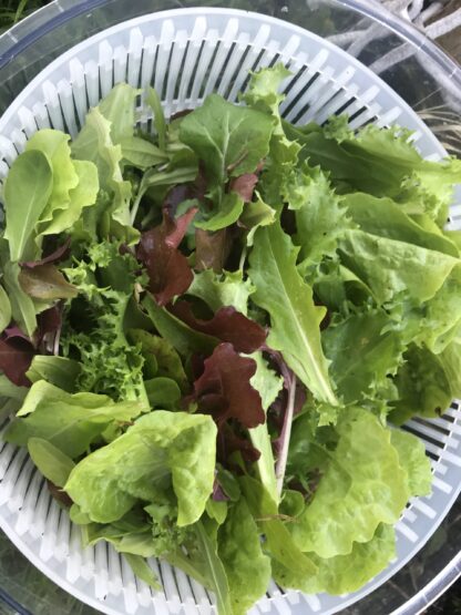 Mesclun Gourmet Mix Lettuce Seeds, Cut-and-Come-Again Mix - Image 4