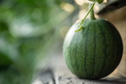 Sugar Baby Watermelon Seeds / Citrullus lanatus 'Sugar Baby' - Image 2