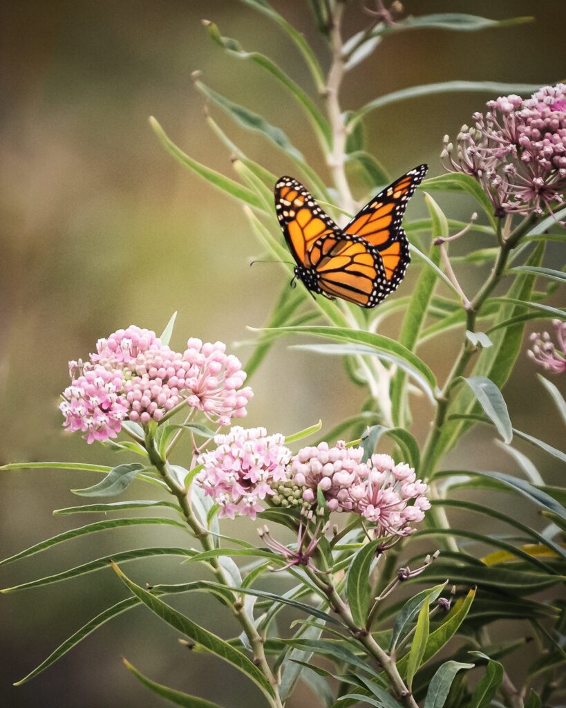 growing Swamp Milkweed