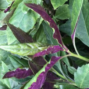 Perennial Edibles Fruits and Vegetable Plants