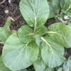 Tall White Stem Bok Choy Seeds, Pak Choy - Image 4