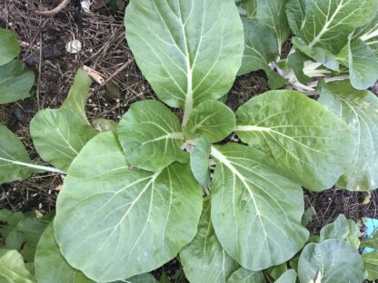 Tall White Stem Bok Choy Seeds, Pak Choy / Brassica rapa subsp. chinensis - Image 4