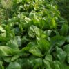 Perpetual Spinach Chard Seeds, Heat Tolerant Leafy Salad Greens - Image 7