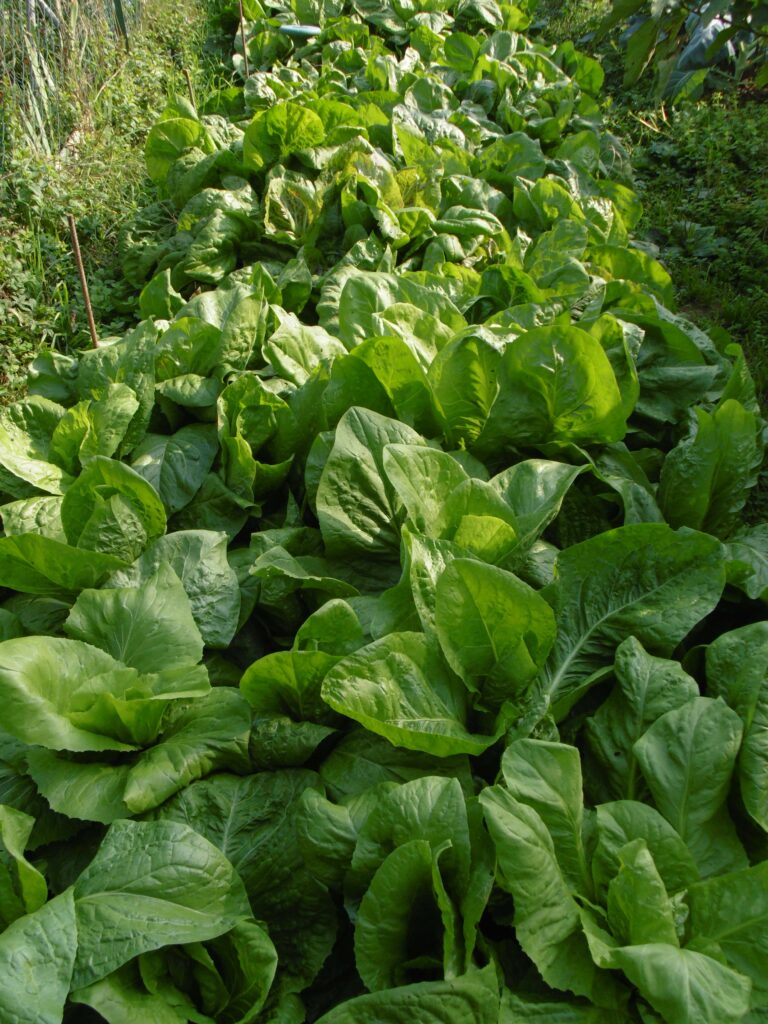 perpetual spinach in the garden
