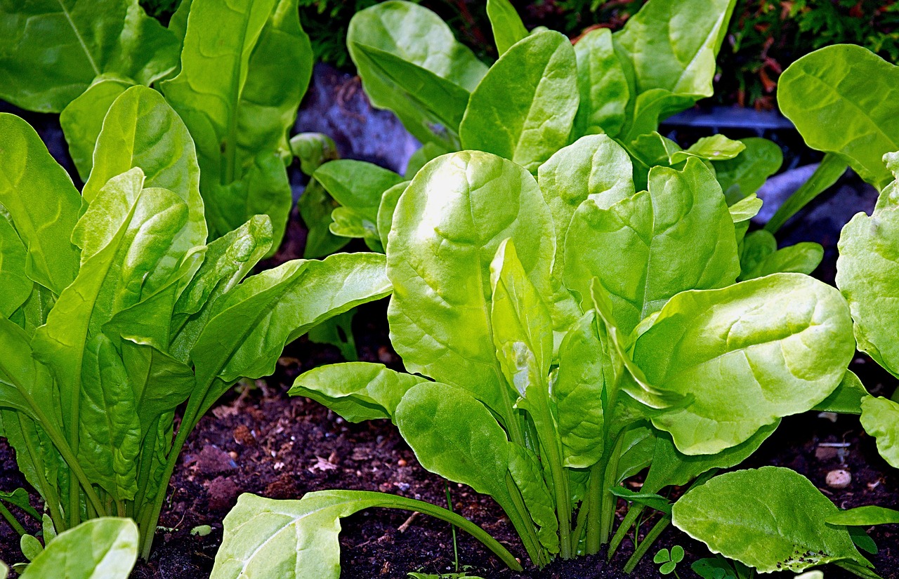 perpetual spinach chard