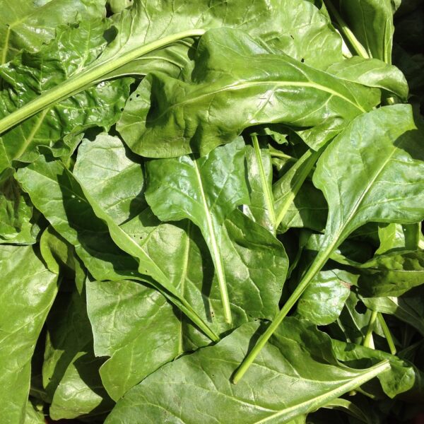 Perpetual Spinach Chard Seeds / Beta vulgaris var. cicla - Image 4