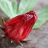 Roselle Seeds, Hibiscus sabdariffa, Jamaican Sorrel, Florida Cranberry, Asian Sour Leaf, Edible Hibiscus - Image 8