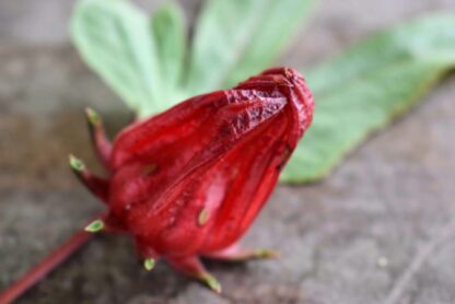 Roselle Seeds / Hibiscus sabdariffa - Image 8