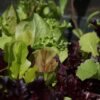 Mesclun Gourmet Mix Lettuce Seeds, Cut-and-Come-Again Mix - Image 8