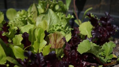 Mesclun Gourmet Mix Lettuce Seeds, Cut-and-Come-Again Mix - Image 8