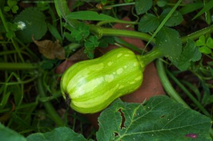 Waltham Butternut Squash Seeds / Cucurbita moschata 'Waltham Butternut' - Image 4