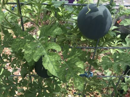 Sugar Baby Watermelon Seeds / Citrullus lanatus 'Sugar Baby' - Image 8
