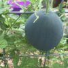 Sugar Baby Watermelon Seeds, Super Sweet Heirloom Mini Melons - Image 5