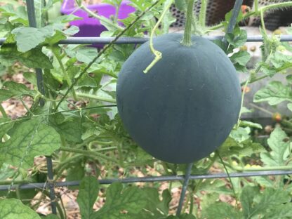 Sugar Baby Watermelon Seeds / Citrullus lanatus 'Sugar Baby' - Image 5