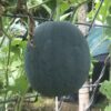 Sugar Baby Watermelon Seeds, Super Sweet Heirloom Mini Melons - Image 6