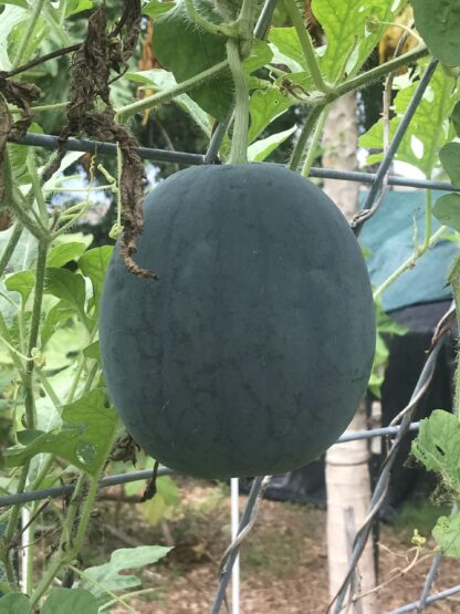 Sugar Baby Watermelon Seeds / Citrullus lanatus 'Sugar Baby' - Image 6
