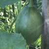 Sugar Baby Watermelon Seeds, Super Sweet Heirloom Mini Melons - Image 7