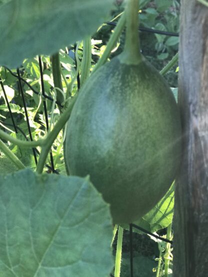 Sugar Baby Watermelon Seeds / Citrullus lanatus 'Sugar Baby' - Image 7