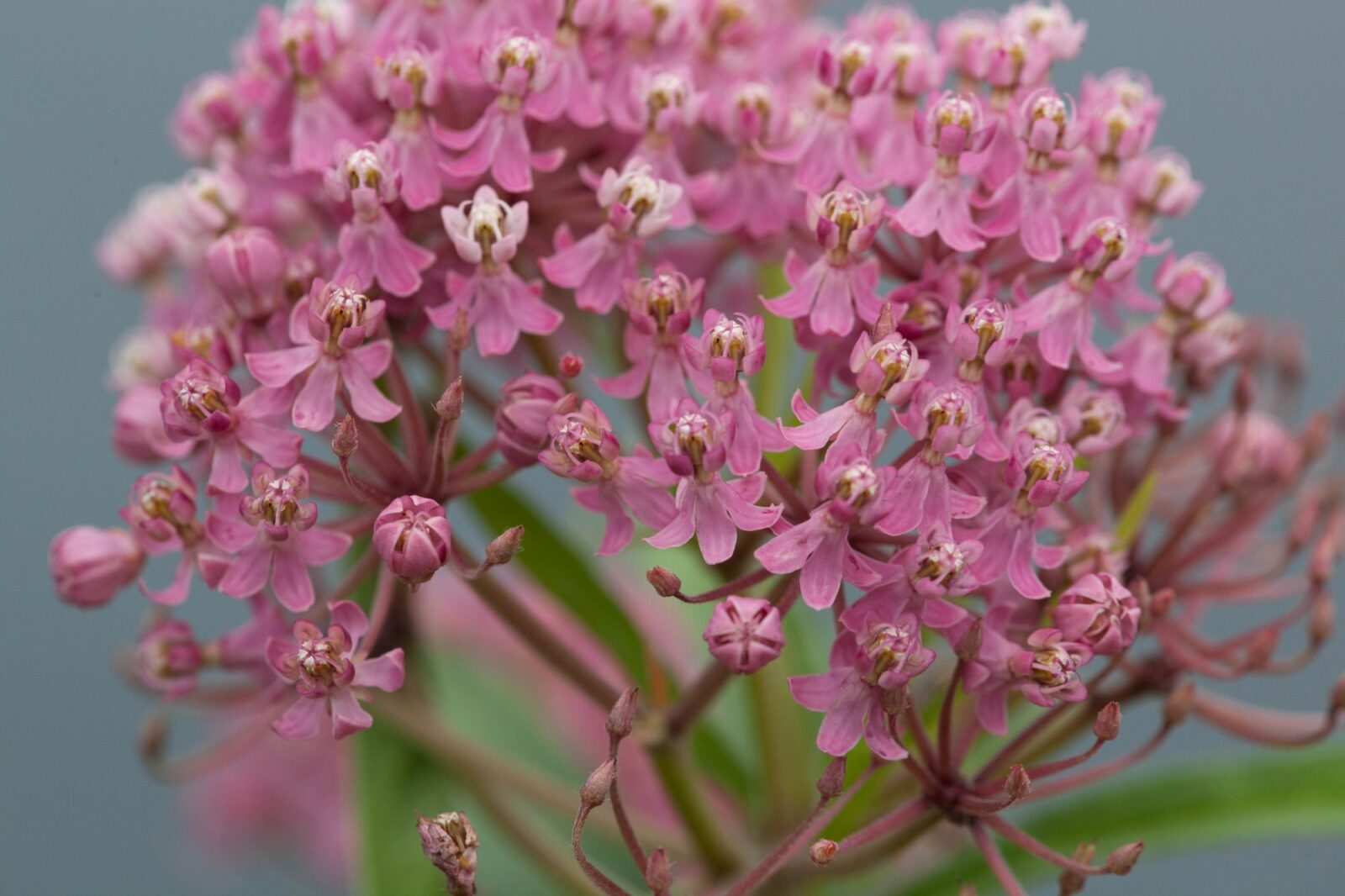 growing swamp milkweed from seed