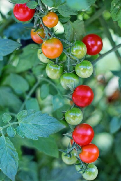Sweetie Cherry Tomato Seeds / Solanum lycopersicum 'Sweetie' - Image 2