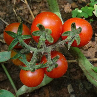 Sweetie tomato seeds
