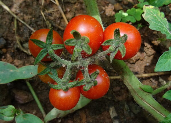 Sweetie tomato seeds