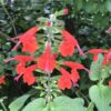 4 Scarlet Sage Plants, Tropical Sage, Salvia coccinea, Free Shipping, - Image 3