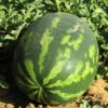 Florida Giant Watermelon Seeds, Heat Tolerant Heirloom Melon Seeds - Image 7