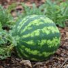 Florida Giant Watermelon Seeds, Heat Tolerant Heirloom Melon Seeds - Image 6