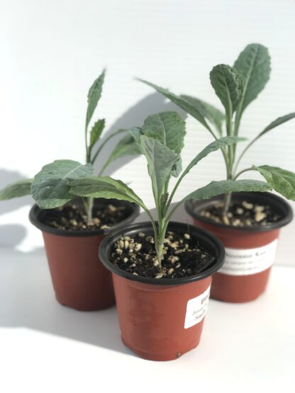 Lacinato Kale Seeds, Dinosaur Kale Seeds, Tuscan Kale / Brassica oleracea var. palmifolia - Image 4