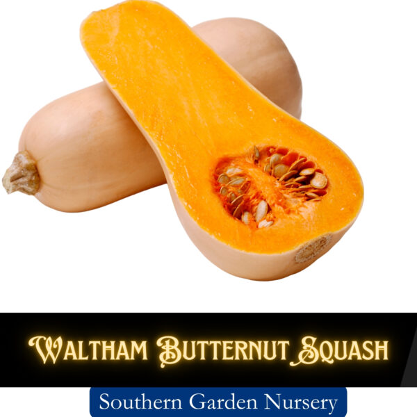 Butternut Squash, Heirloom Winter squash seeds