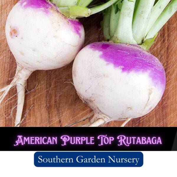 American Purple Top Rutabaga seeds