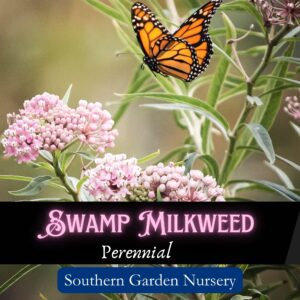 Swamp Milkweed, Asclepias incarnata