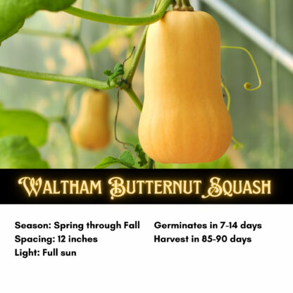Waltham Butternut Squash Seeds / Cucurbita moschata 'Waltham Butternut' - Image 2