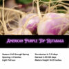 American Purple Top Rutabaga Seeds, Swedes, Turnips, Survival Garden Staple - Image 2