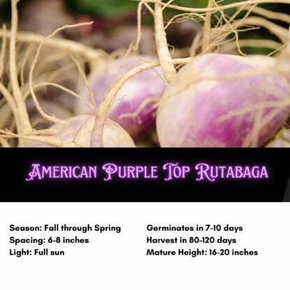 American Purple Top Rutabaga Seeds - Image 2