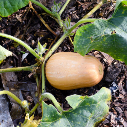 Waltham Butternut Squash Seeds / Cucurbita moschata 'Waltham Butternut' - Image 8
