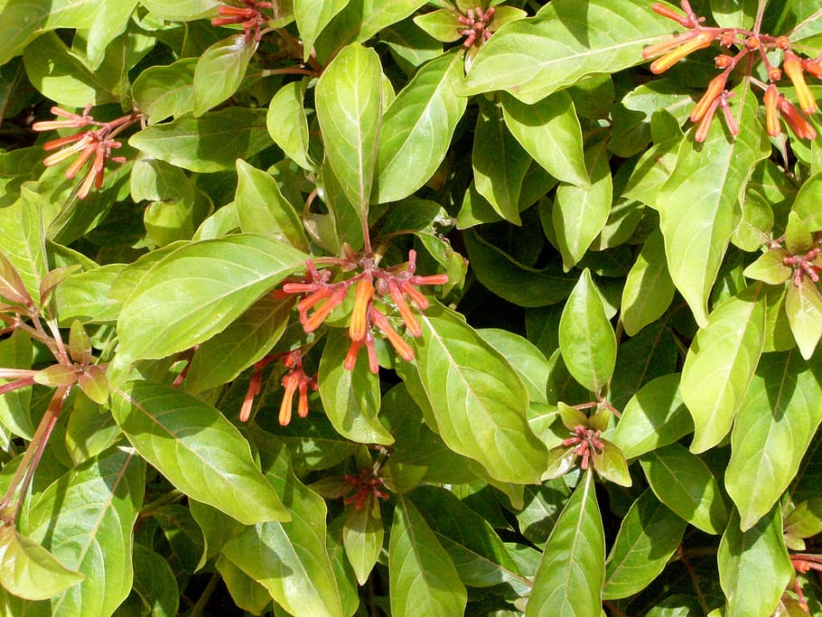 Firebush is a native flowering bush for Florida