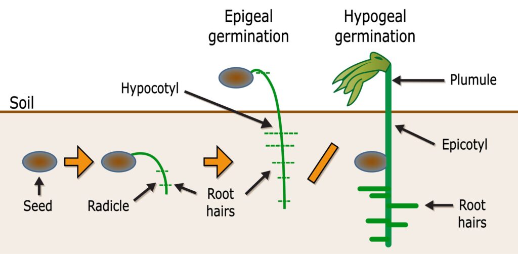 The process of germination when seed starting