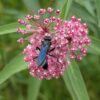 Swamp Milkweed Seeds, Asclepias incarnata - Image 4