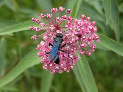 Swamp Milkweed Seeds / Asclepias incarnata - Image 4