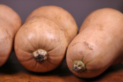 Waltham Butternut Squash Seeds / Cucurbita moschata 'Waltham Butternut' - Image 6