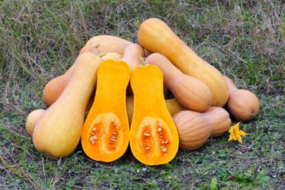 Waltham Butternut Squash Seeds / Cucurbita moschata 'Waltham Butternut' - Image 7