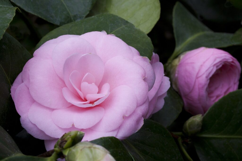 Camellia japonica is one of the best flowering bushes for Florida