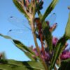 Swamp Milkweed Seeds, Asclepias incarnata - Image 5