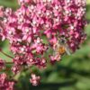 Swamp Milkweed Seeds, Asclepias incarnata - Image 6