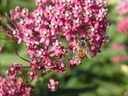 Swamp Milkweed Seeds / Asclepias incarnata - Image 6